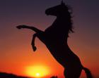 De lampen geven uw paarden een gevoel van vrijheid
